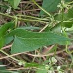 Fallopia convolvulus 叶