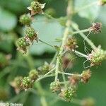 Rubus allegheniensis फल