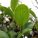 Syzygium arboreum Leaf