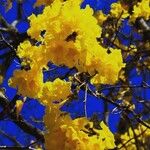 Handroanthus albus Flower