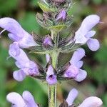 Salvia verbenaca Blüte