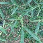Phyllostachys sulphurea Hoja