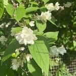 Philadelphus pubescensLorea