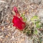 Austrocylindropuntia shaferi Cvet