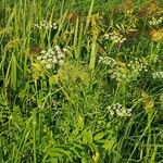 Sium latifolium Blomma