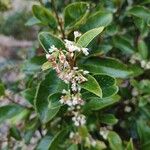 Osmanthus fragrans 花