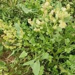 Rumex vesicarius その他の提案