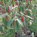 Cornus capitata Outro