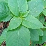 Impatiens parviflora Blatt