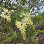 Acacia linifolia Virág