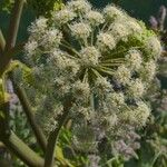 Angelica lineariloba Flor