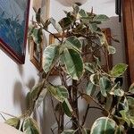 Ficus elastica Roxb.Hoja