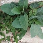 Nicotiana glauca Blad