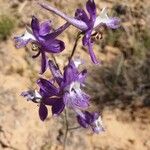 Delphinium scaposum Flower