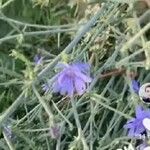 Cichorium intybus Kwiat