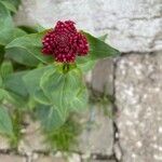 Valeriana lecoqiiFlower