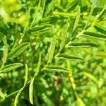 Vicia nigricans Hoja