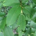 Carpinus japonica ഇല