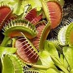 Dionaea muscipula List