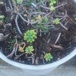 Sedum pachyphyllum Levél