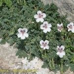 Erodium cheilanthifolium Hábito