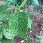 Stachytarpheta mutabilis पत्ता