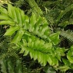 Cyrtomium falcatum 葉