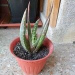 Aloe gariepensis Leaf