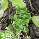 Sedum praealtum List