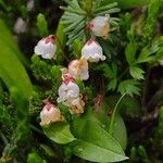 Cassiope mertensiana Blüte