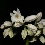 Toxosiphon lindenii Virág