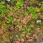 Potentilla nepalensis موطن