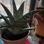 Gonialoe variegata叶