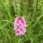 Anacamptis pyramidalisBlomst