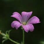 Geranium × oxonianum ᱵᱟᱦᱟ