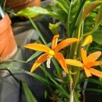 Cattleya harpophylla Flor