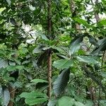 Esenbeckia leiocarpa 整株植物
