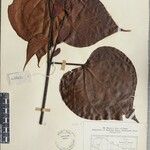 Exbucklandia populnea Otro