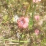 Linum pubescens Flor
