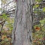 Carya ovata Bark