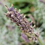 Lavandula angustifolia Плід