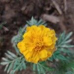 Tagetes erectaFlower