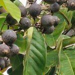 Lagerstroemia speciosaFruchs