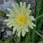 Hieracium berardianum Fleur