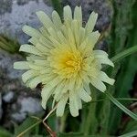 Hieracium berardianum Λουλούδι