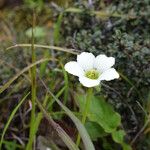 Parnassia nubicola عادت