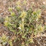 Barleria eranthemoides Fruto