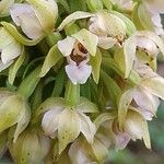 Epipactis helleborine ᱵᱟᱦᱟ