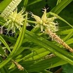 Carex grayi Flower