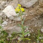 Lithospermum cobrense عادت